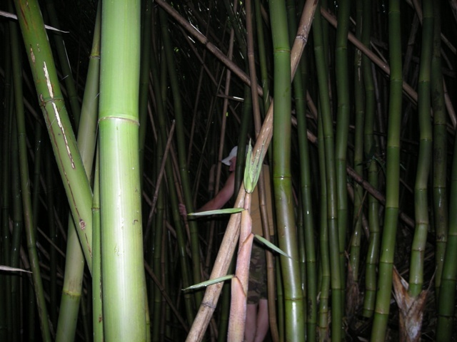 Road to Hana